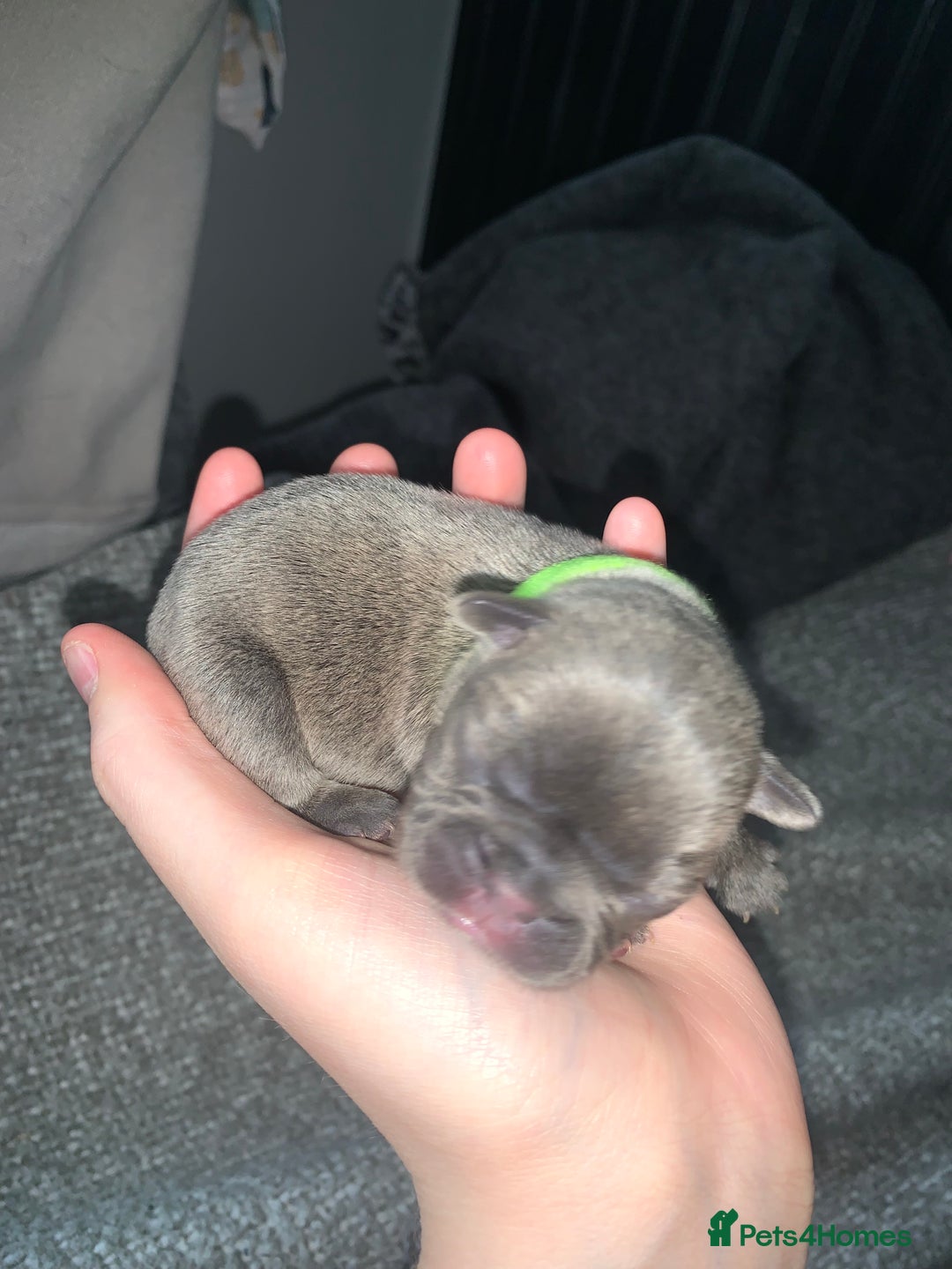 French Bulldog dogs for sale: French bulldog puppies for sale!!  - Image 24