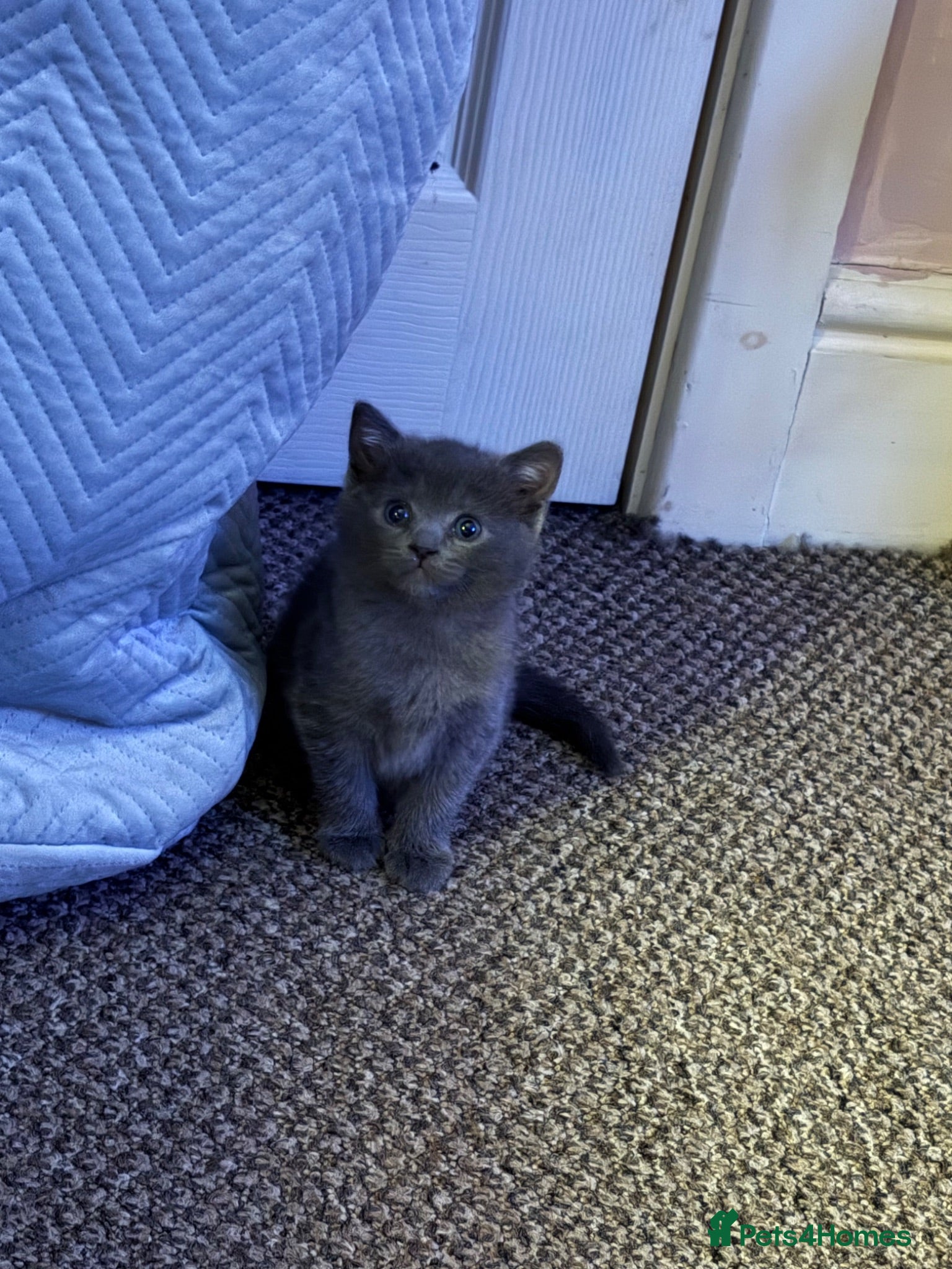 British Shorthair cats One male British short hair  - Advert 1