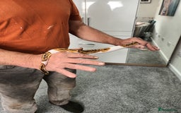 Python Snake reptiles for sale: Ball Python and vivarium - Image 5