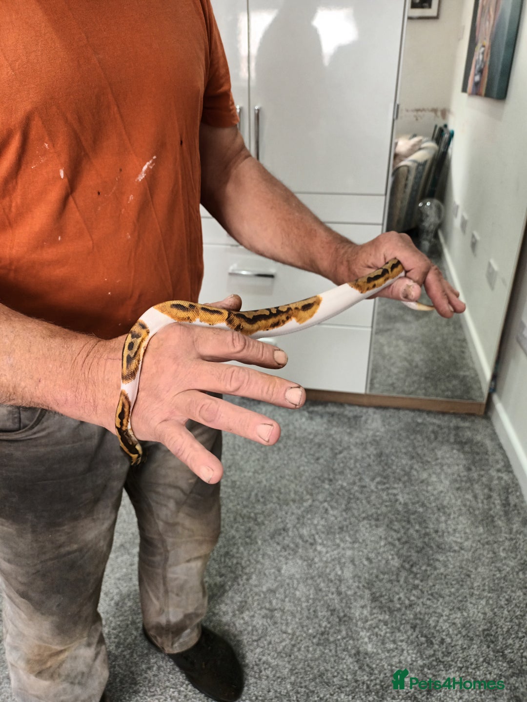Python Snake reptiles for sale: Ball Python and vivarium - Image 5