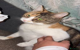 British Longhair cats for sale: Rescue kittens🧡 - Image 2