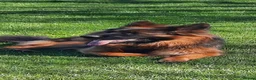 German Shepherd dogs for sale: Full pedigree German shepherd longhair  - Advert 3