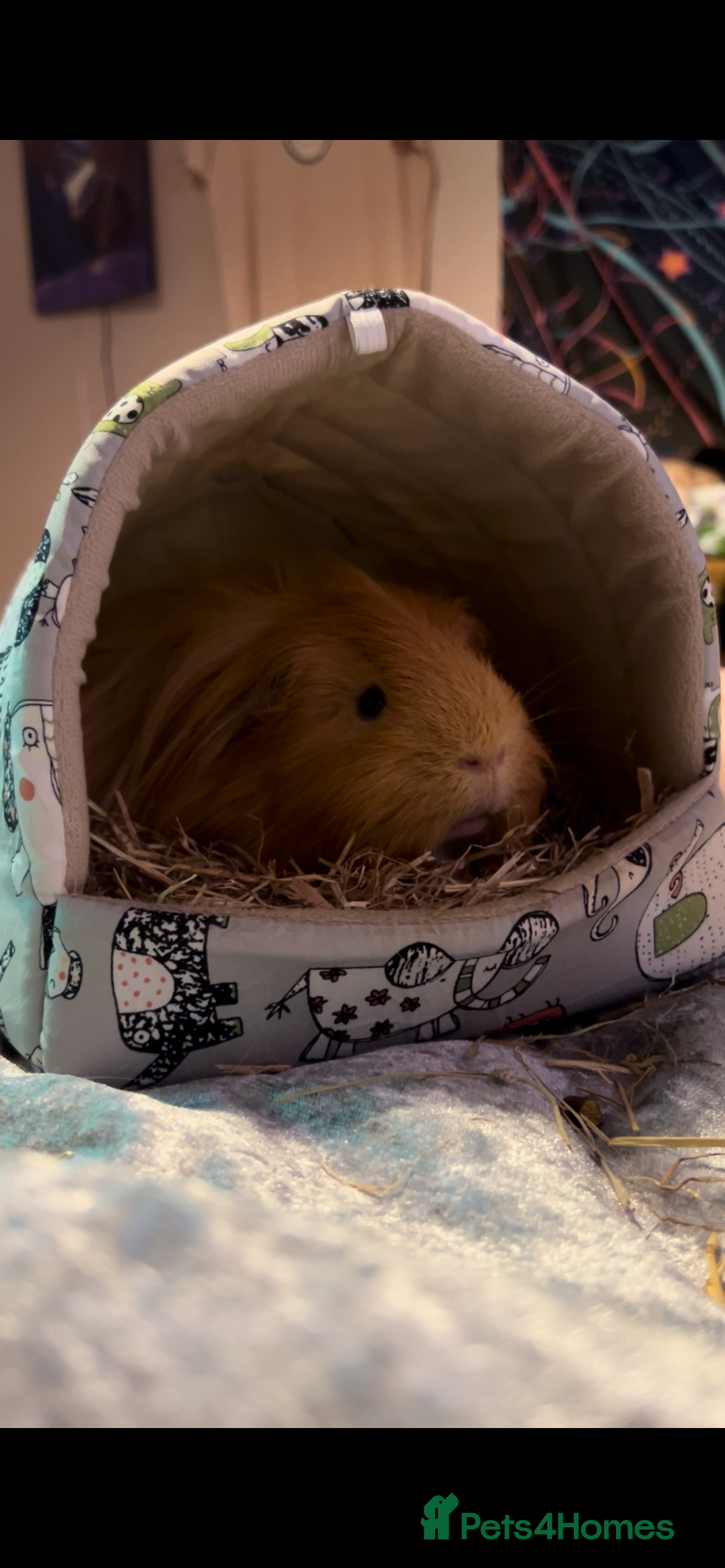 Guinea Pig rodents Oggie  - Advert 1