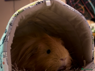 Guinea Pig rodents Oggie - Advert 1