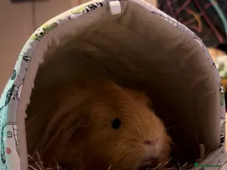 Guinea Pig rodents Oggie - Advert 13