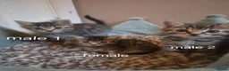 Mixed Breed cats for sale: Beautiful tabby kittens - Advert 1