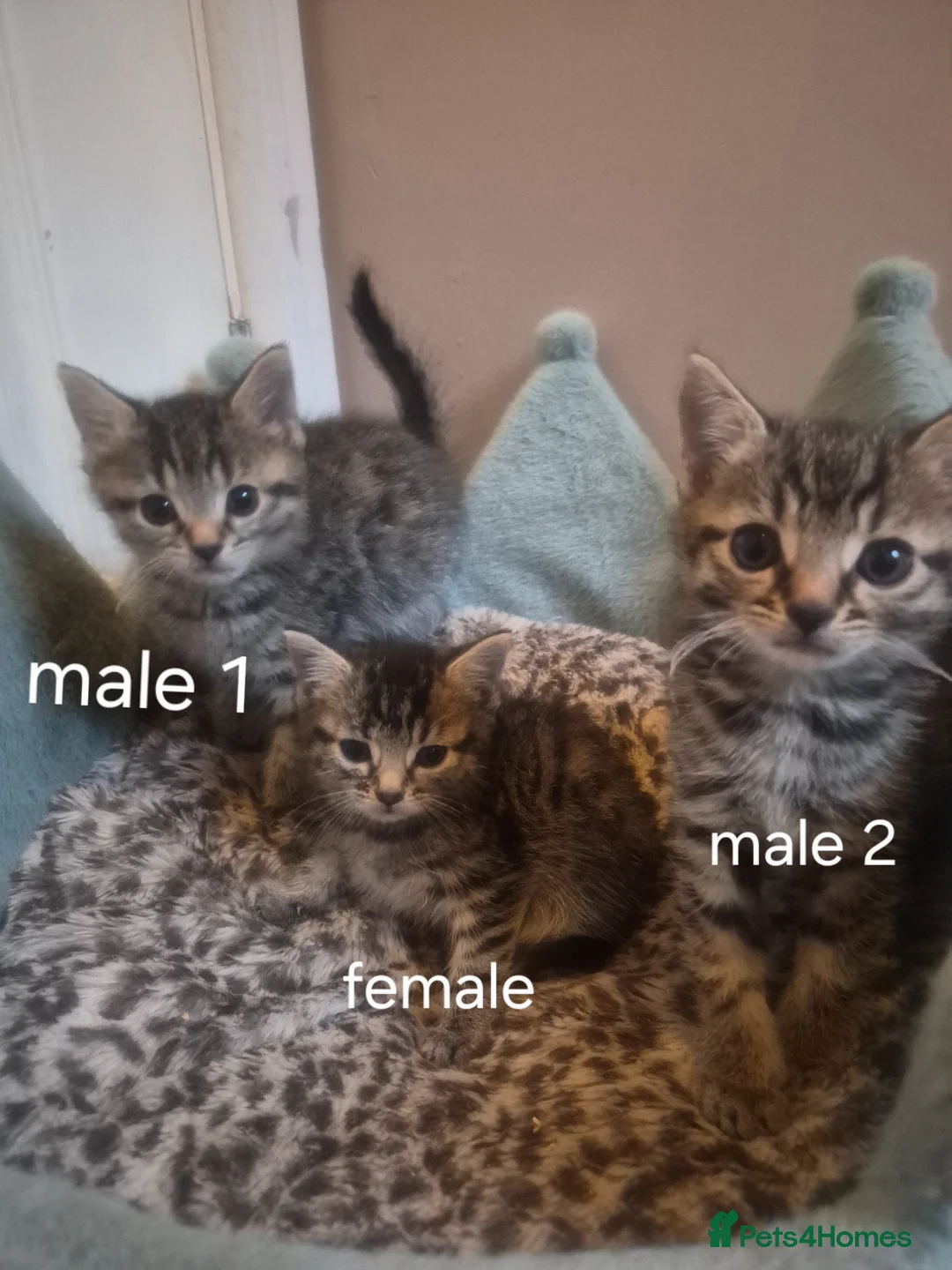 Mixed Breed cats for sale: Beautiful tabby kittens - Advert 1