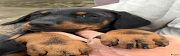 Dobermann dogs for sale: Doberman pups with KC parents  - Advert 14