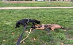 Belgian Shepherd Dog dogs for sale: Belgian Mallinois Male pups for sale - Image 4