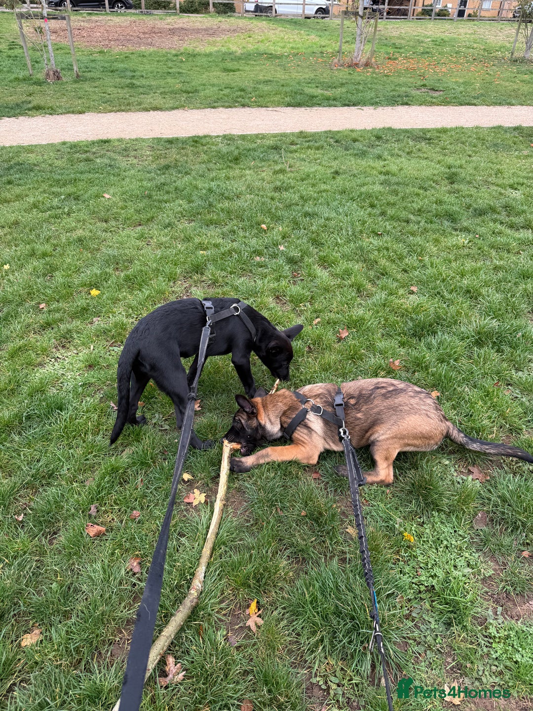 Belgian Shepherd Dog dogs for sale: Belgian Mallinois Male pups for sale - Image 4