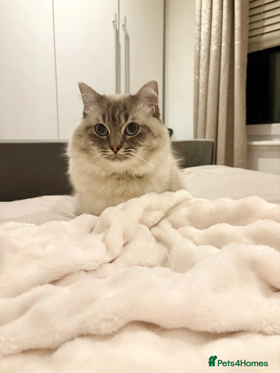 Ragdoll cats for stud: Freddy Ragdoll for stud in Glasgow - Advert 2