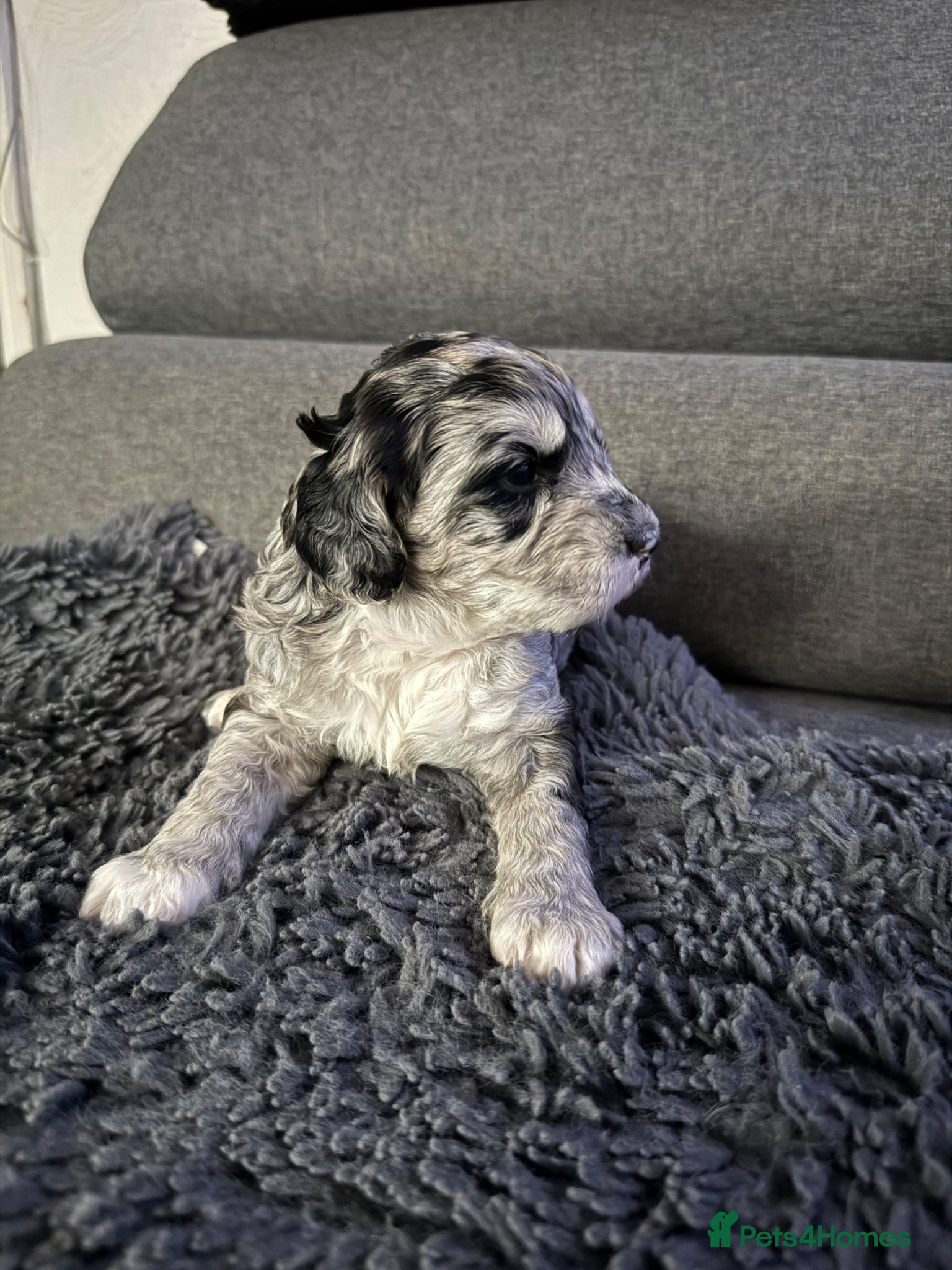 Australian Labradoodle dogs AUSTRALIAN LABRADOODLE  - Advert 5