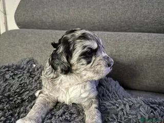 Australian Labradoodle dogs AUSTRALIAN LABRADOODLE - Advert 5