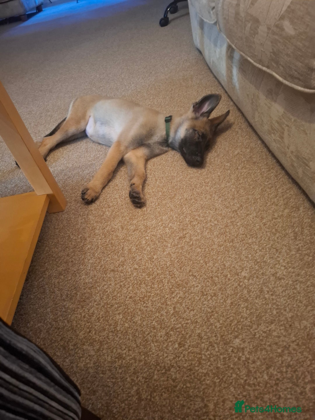 German Shepherd dogs for sale: 18week german shepard girl - Image 2