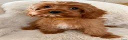Cavapoo dogs for sale: Cavapoo Puppies in Sunderland - Advert 6