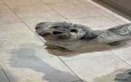 Havanese dogs for stud: Havanese for stud in Feltham - Image 12