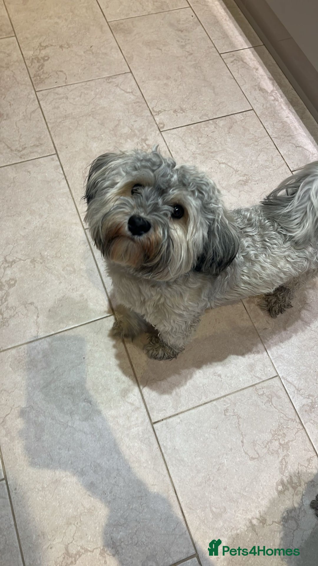 Havanese dogs for stud: Havanese for stud in Feltham - Image 12