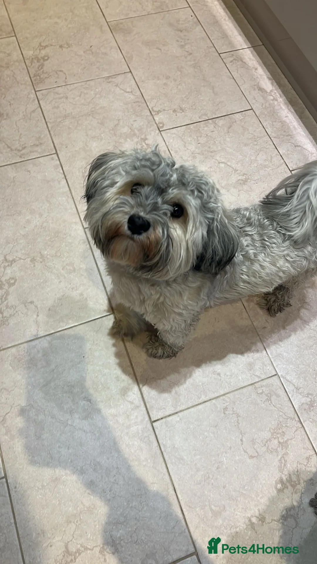 Havanese dogs for stud: Havanese for stud in Feltham - Advert 12