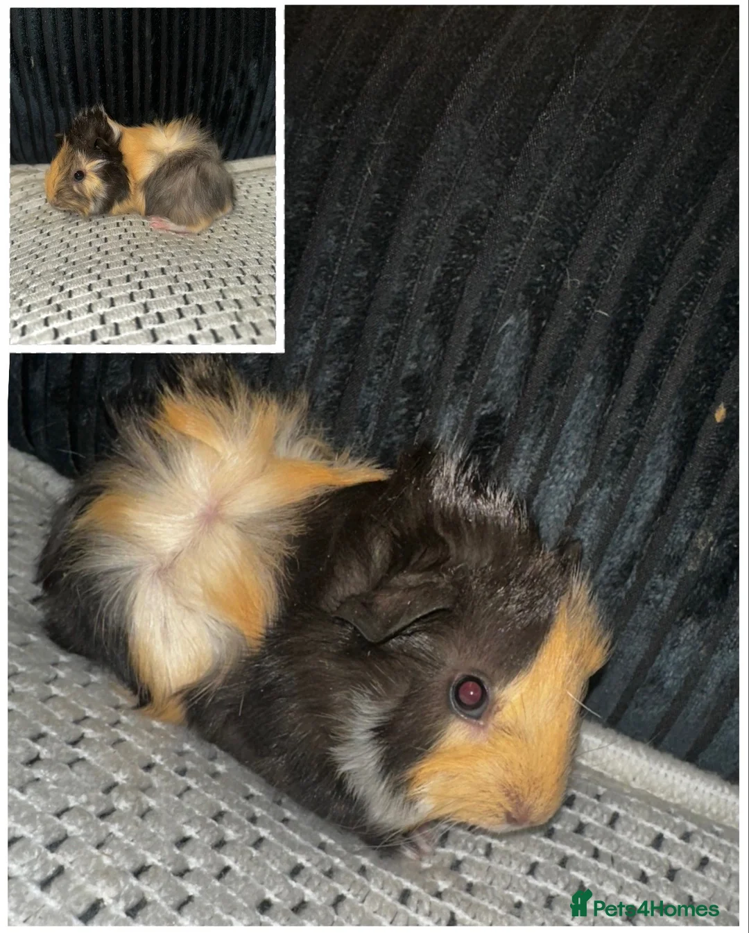 Guinea Pig rodents for sale: Baby boy Guinea pigs  - Advert 2