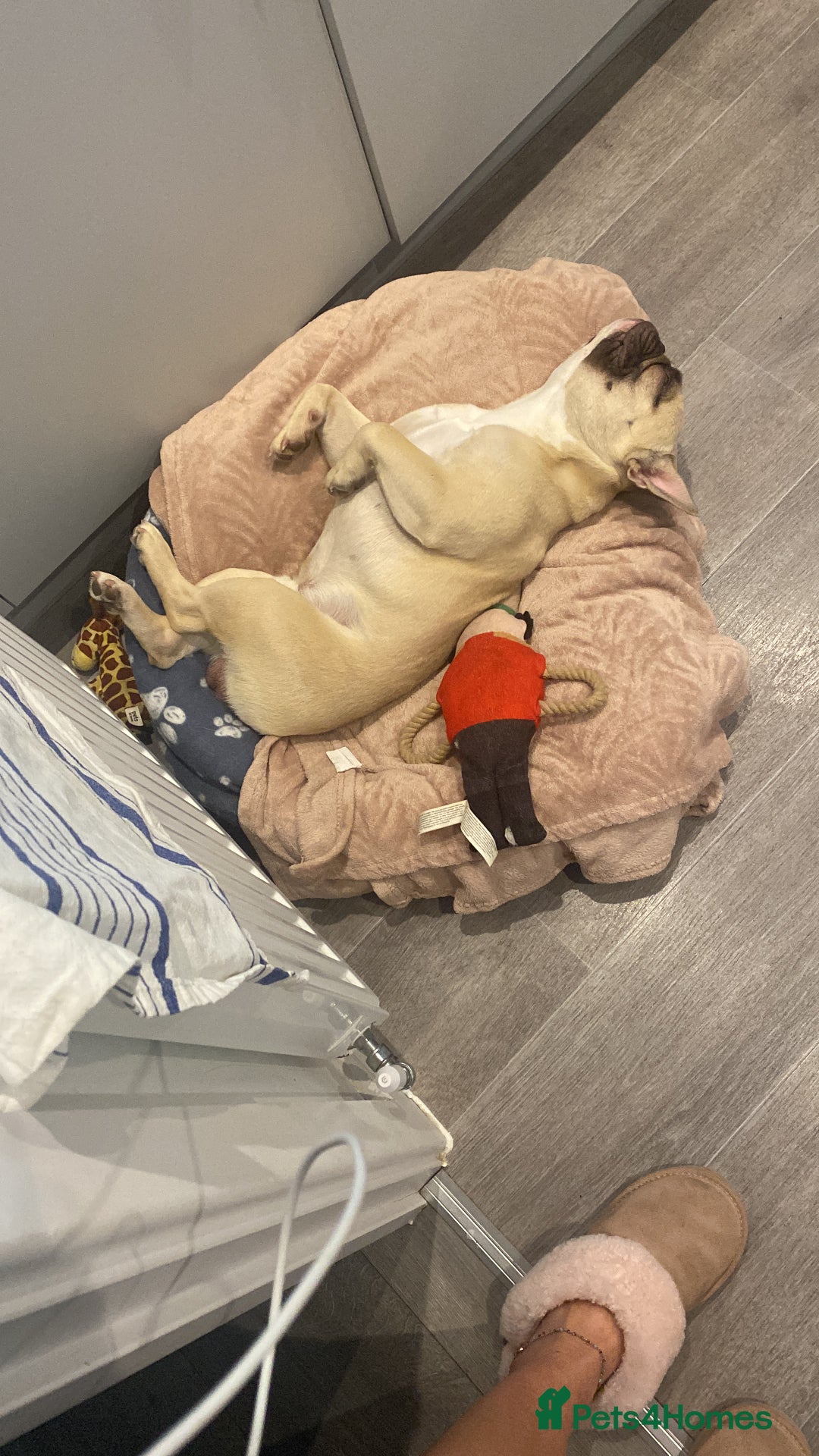 French Bulldog dogs for sale: French male bulldog  - Image 2
