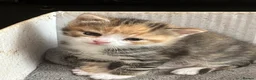 Mixed Breed cats for sale: Two beautiful female kittens - Advert 9