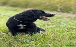 Cocker Spaniel dogs for sale: Lovely cocker pup - Image 2