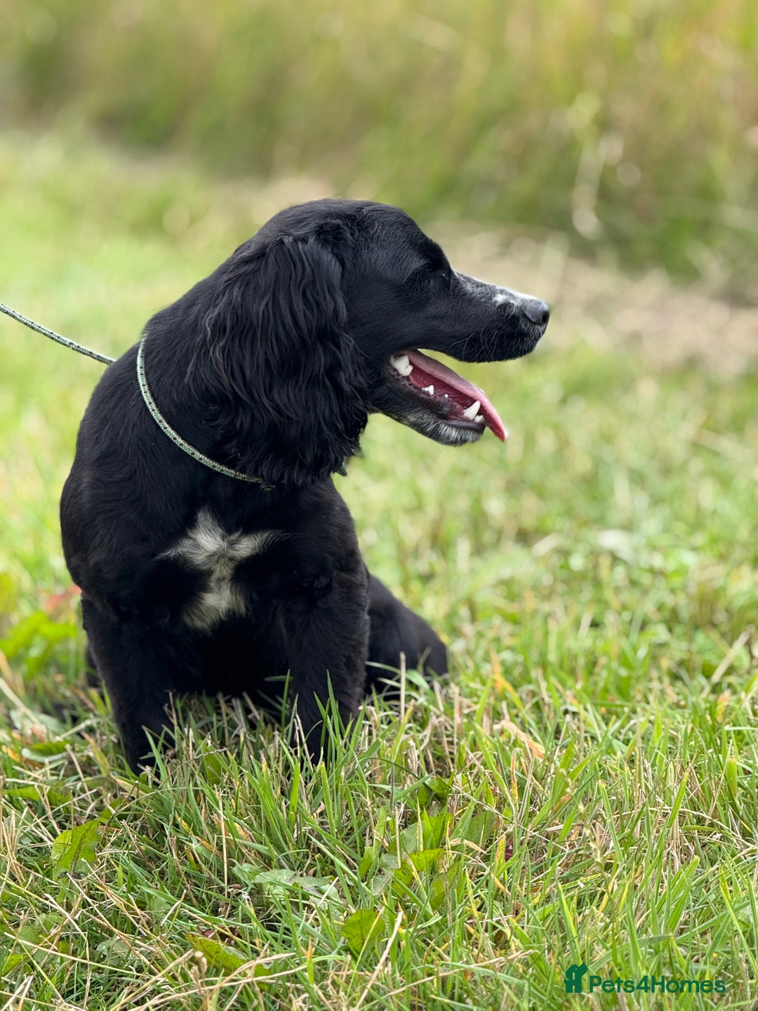 Cocker Spaniel dogs for sale: Lovely cocker pup - Image 2