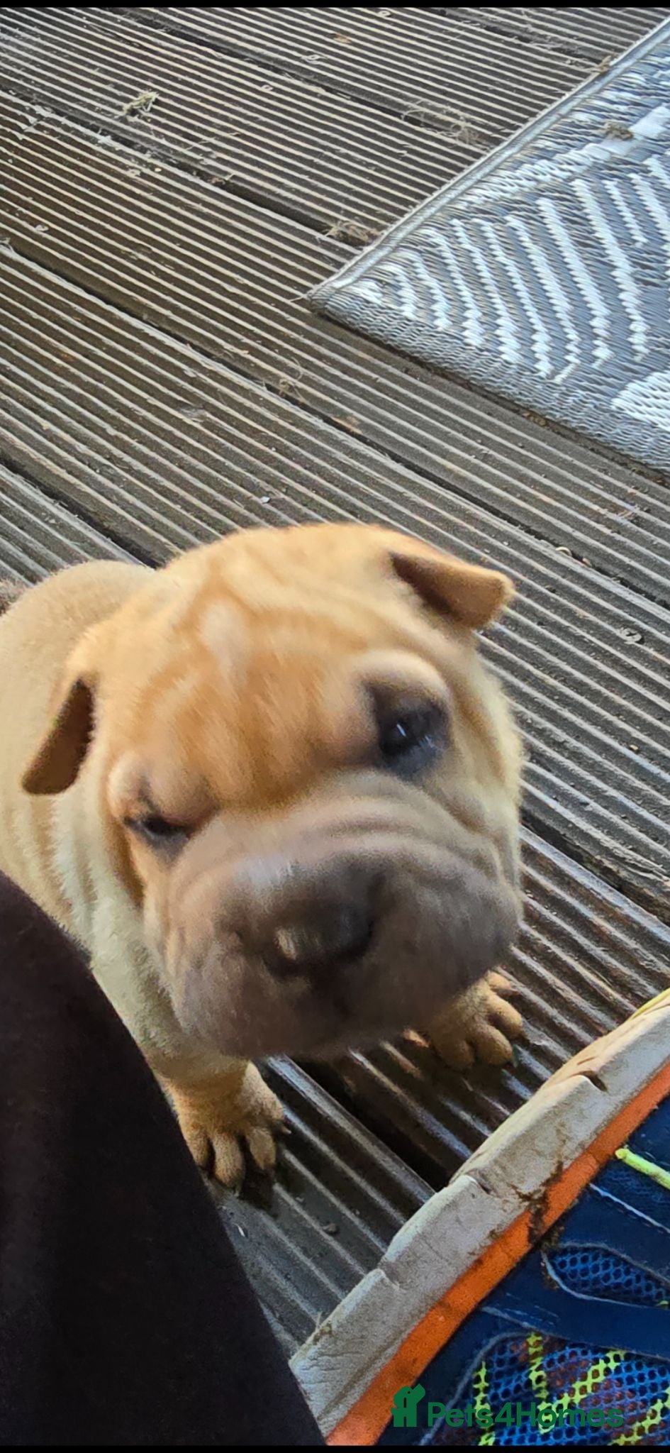 Shar Pei dogs 4 Shar pei puppies available - Advert 4