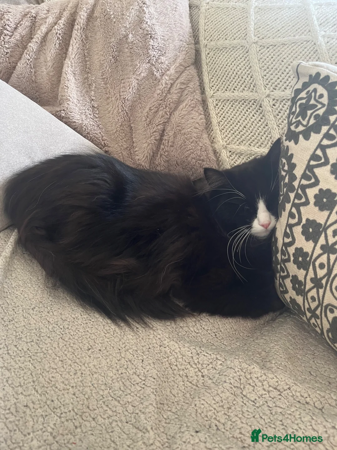 Mixed Breed cats for sale: Beautiful half Ragdoll Male  in Derby - Advert 2