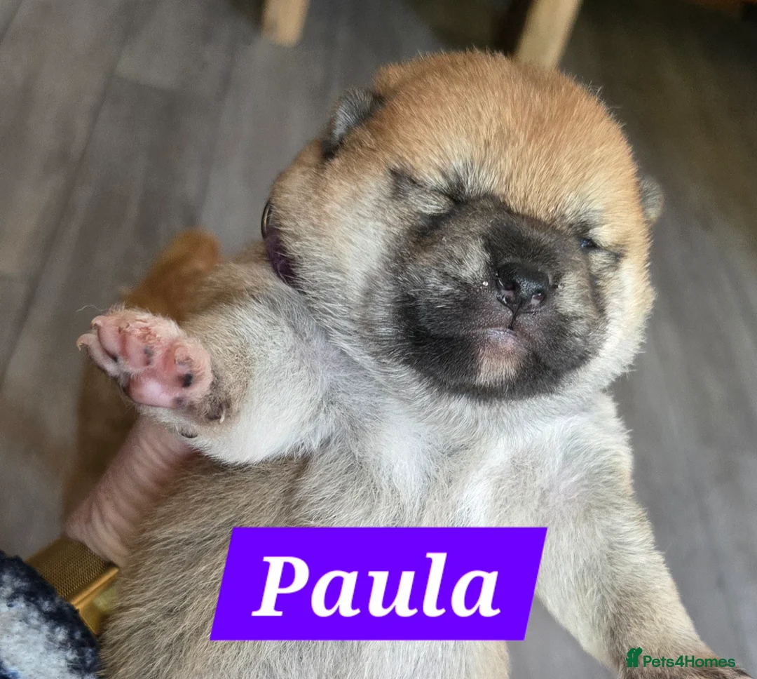 Japanese Shiba Inu dogs for sale: Stunning little Shibas - Advert 1