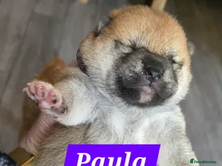 Japanese Shiba Inu dogs Stunning little Shibas - Advert 3