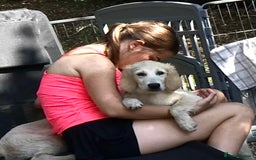 Golden Retriever dogs for sale: Fully vaccinated championline puppies- ready now in London - Image 10