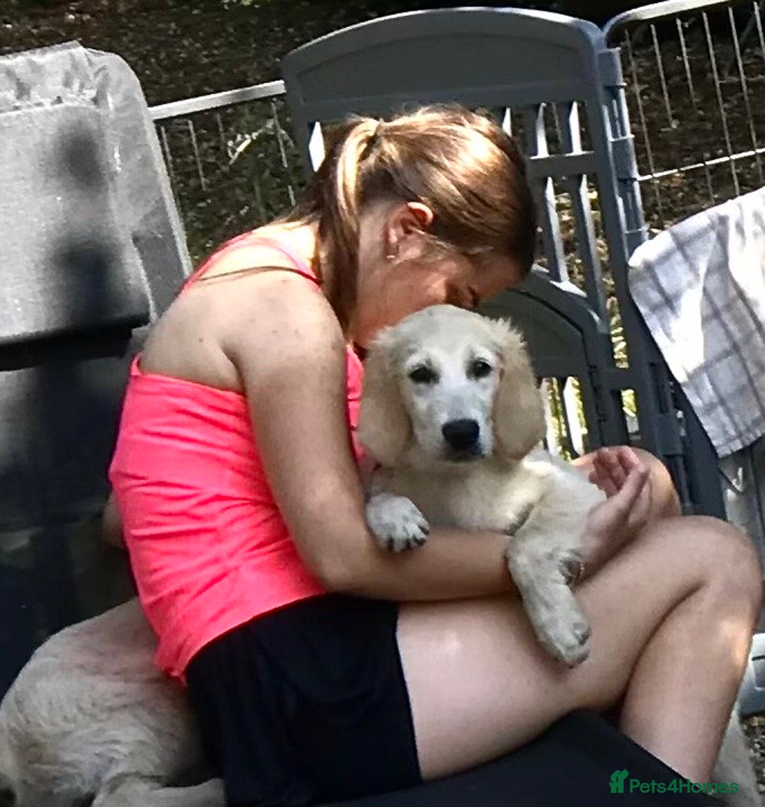 Golden Retriever dogs for sale: Fully vaccinated championline puppies- ready now in London - Image 10