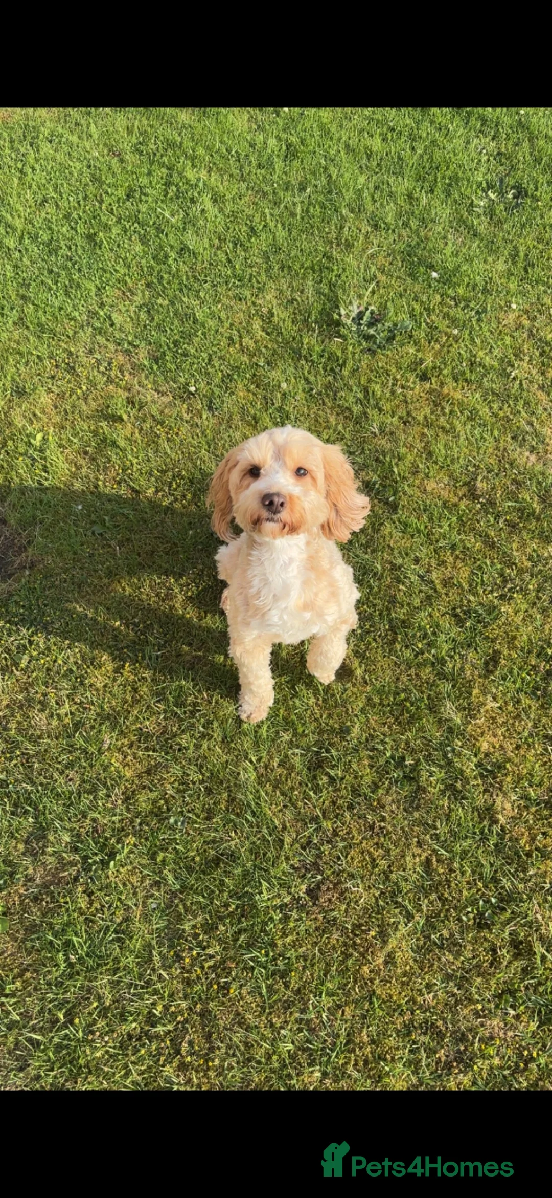 Cockapoo dogs for sale: Cockapoo puppies - Advert 1