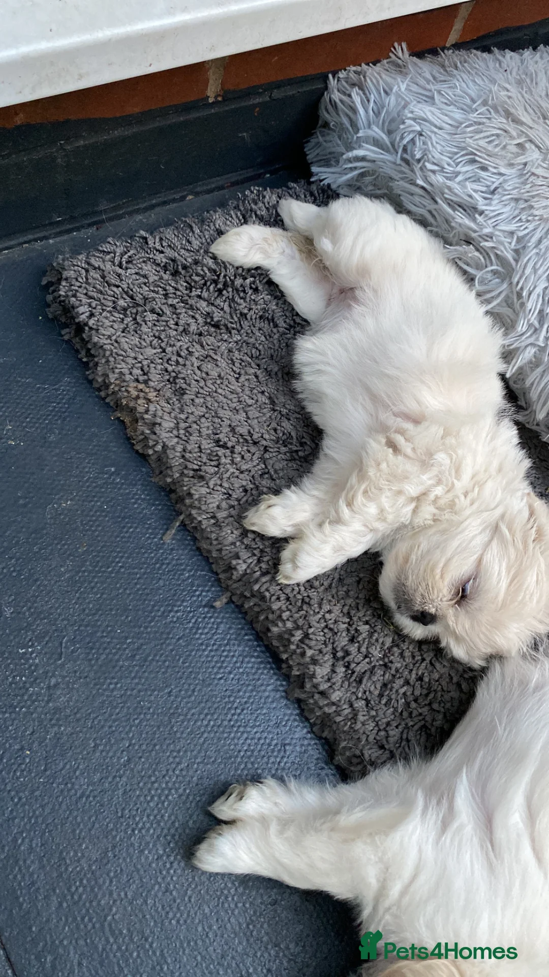 Shih Tzu dogs for sale: Pekingese puppies - Advert 2