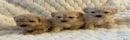 Maltipoo dogs for sale: ❤️MALTIPOO PUPPIES❤️ - Advert 1