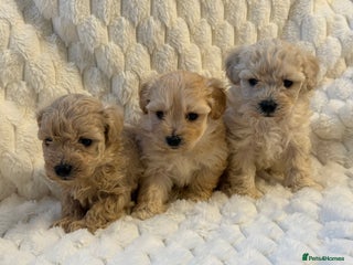 Maltipoo dogs ❤️MALTIPOO PUPPIES❤️ - Advert 6