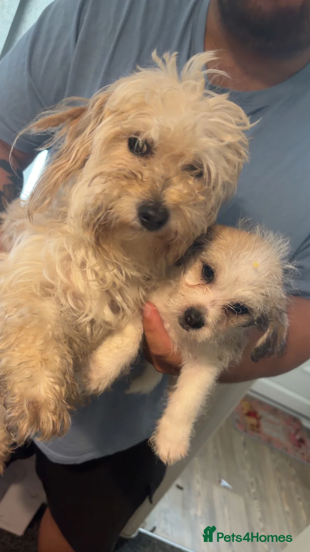 Mixed Breed dogs for sale: Pooh  - Advert 4