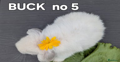 Mini Lop rabbits - Advert 8