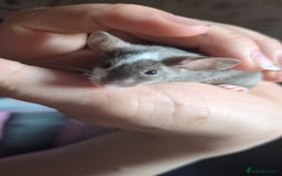 Mouse rodents for sale: Fancy mouse waiting list in Milton Keynes - Image 5