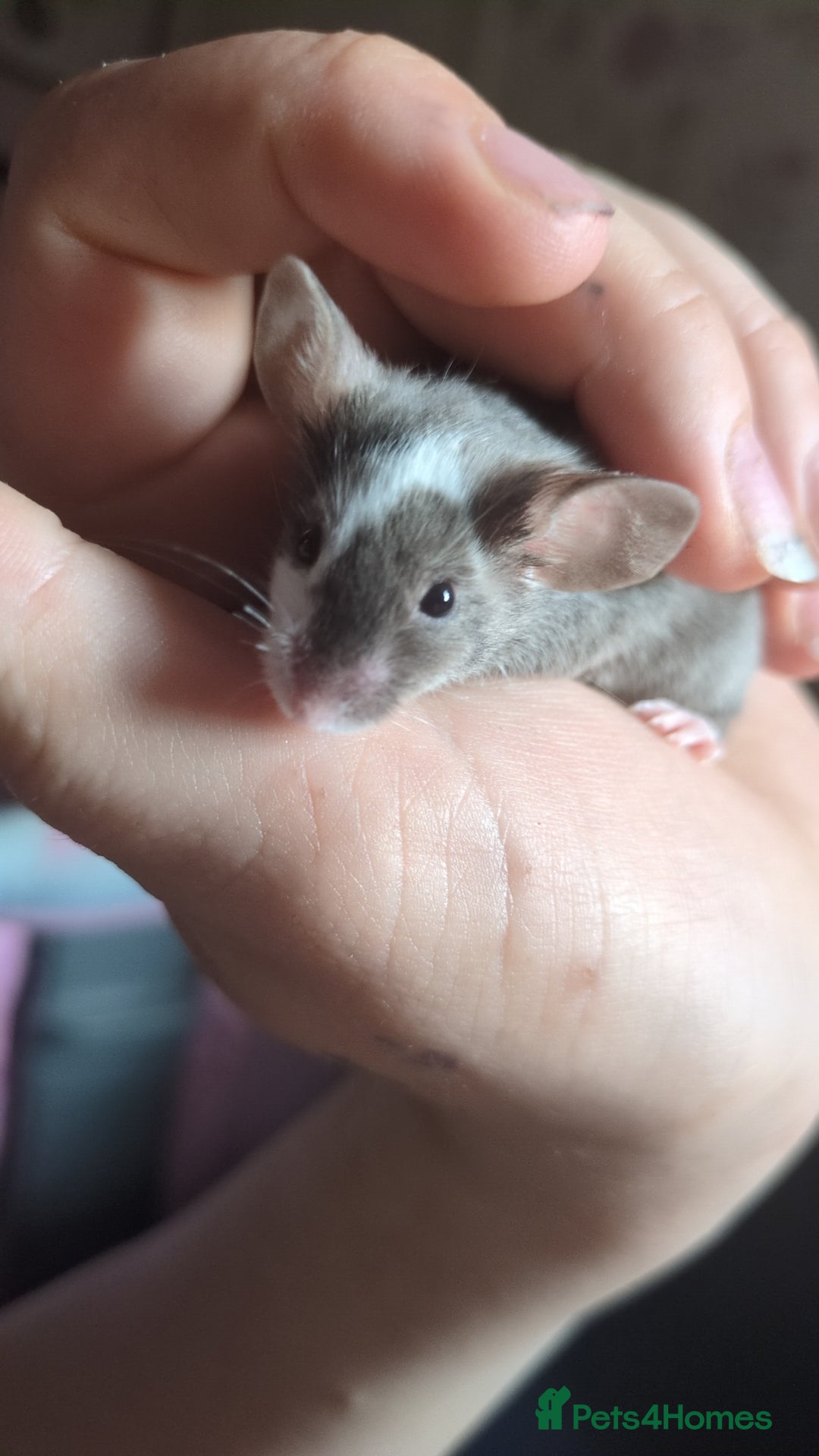 Mouse rodents for sale: Fancy mouse waiting list in Milton Keynes - Image 5