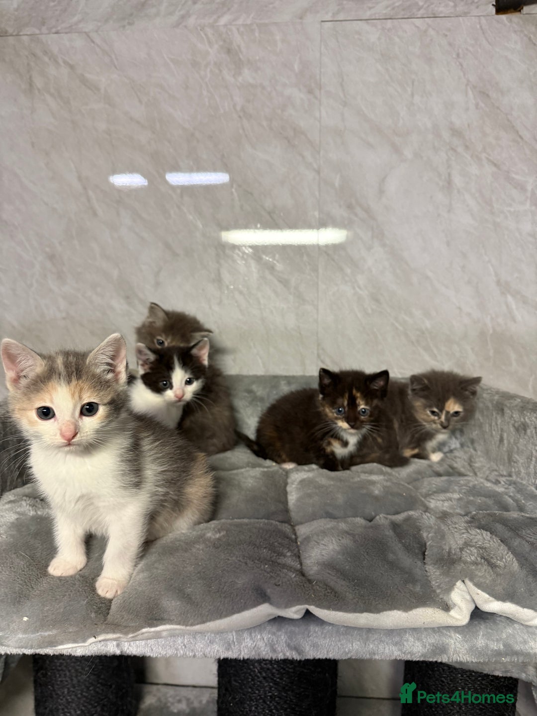 Ragdoll cats for sale: Half Ragdoll Kittens - Advert 4