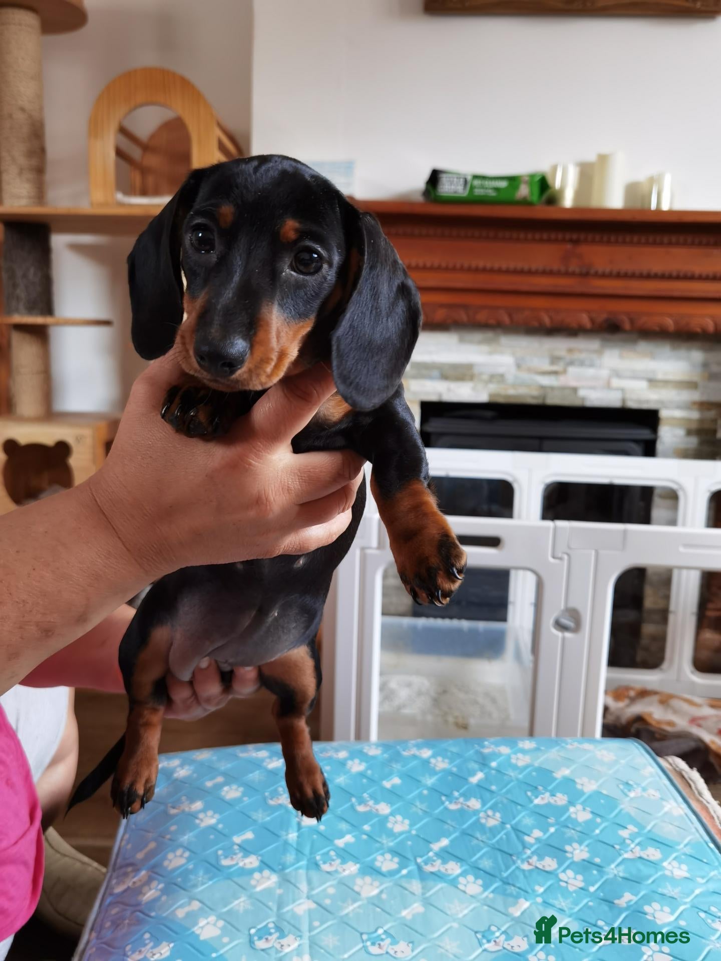 Miniature Dachshund dogs Six beautiful miniature smooth haired dachshunds - Advert 3