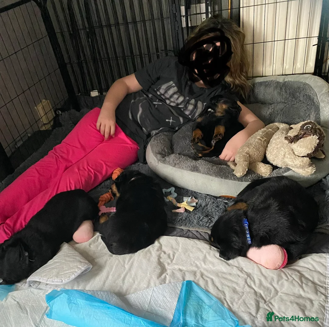 Rottweiler dogs for sale: Rottweiler puppies - Advert 2