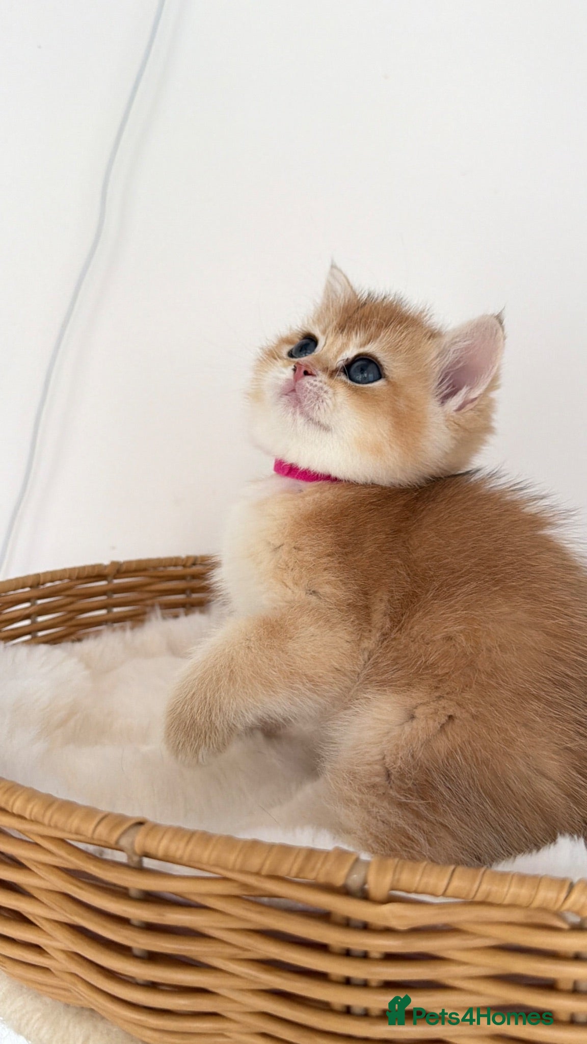 British Shorthair cats Exception quality,Champion bloodlines GCCF/TICA  - Advert 17