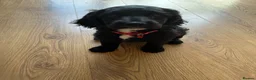 Cocker Spaniel dogs for stud: Cockapoo Stud in Runcorn - Advert 4
