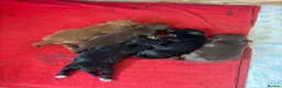 Sprocker dogs for sale: Beautiful littler of sprocker puppies  in Derby - Advert 16