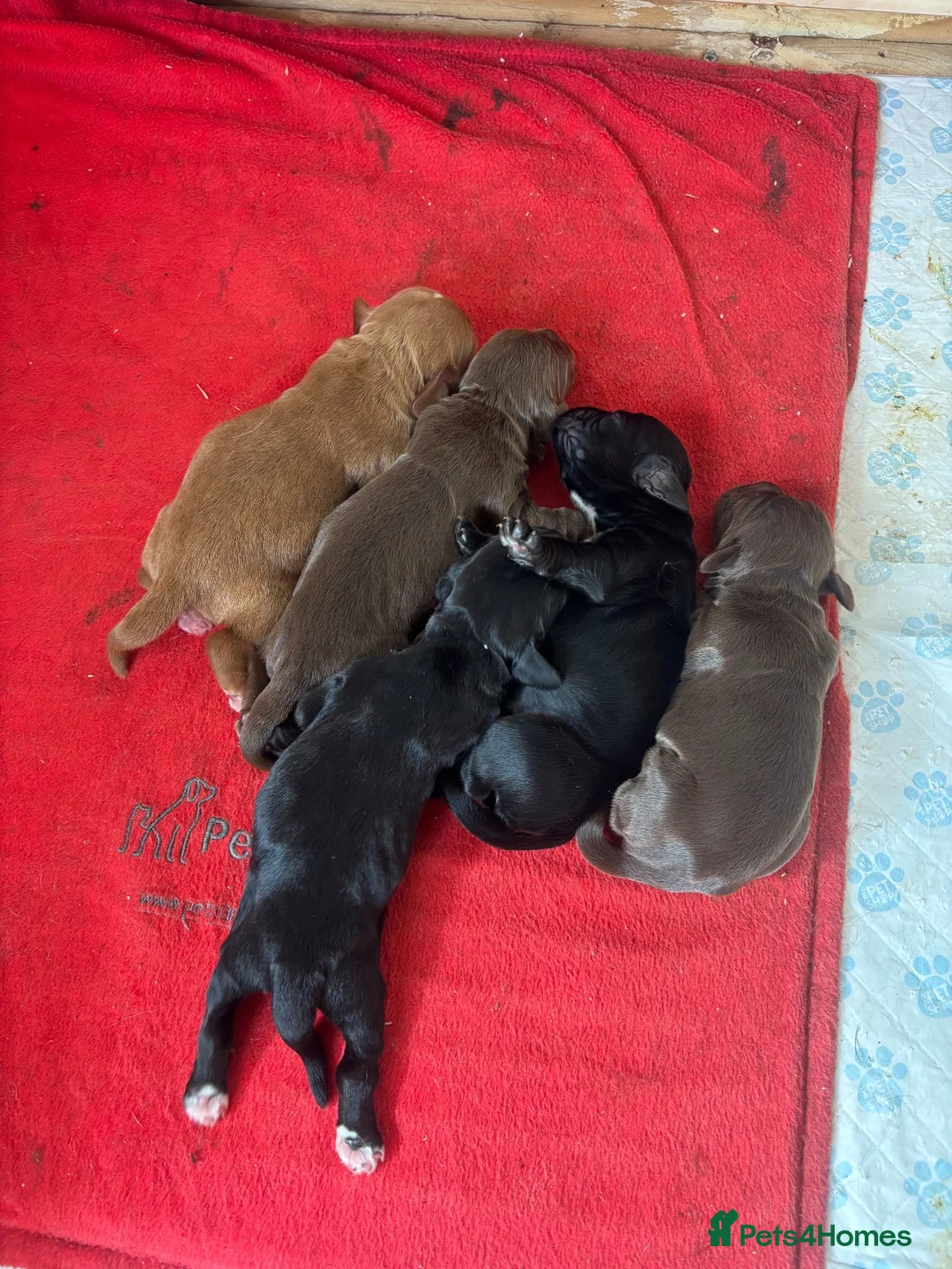 Sprocker dogs for sale: Beautiful littler of sprocker puppies  in Derby - Advert 16
