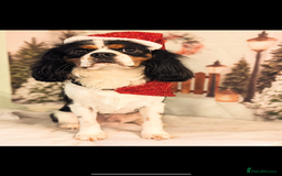 Cavalier King Charles Spaniel dogs for sale: King Charles cavalier puppies - Image 3