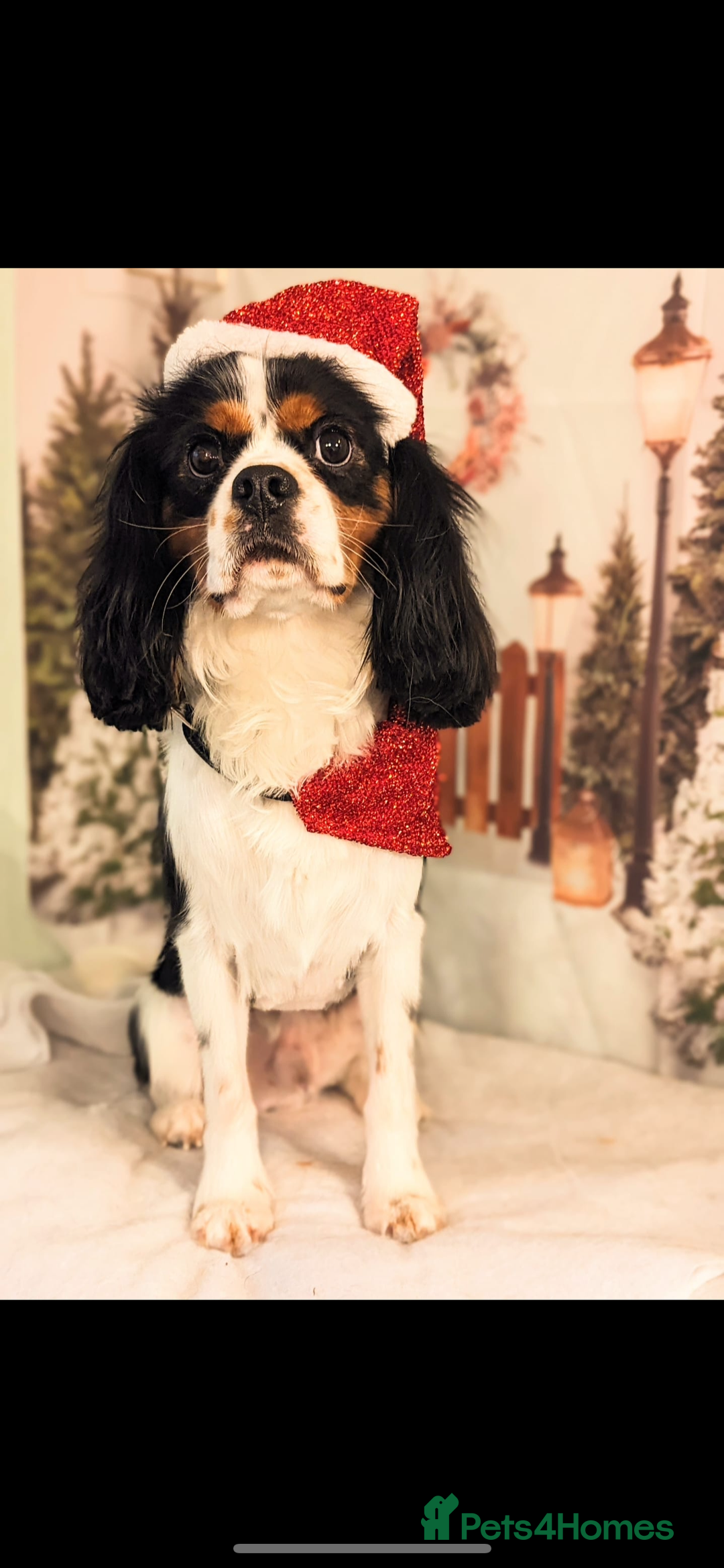 Cavalier King Charles Spaniel dogs for sale: King Charles cavalier puppies - Image 3